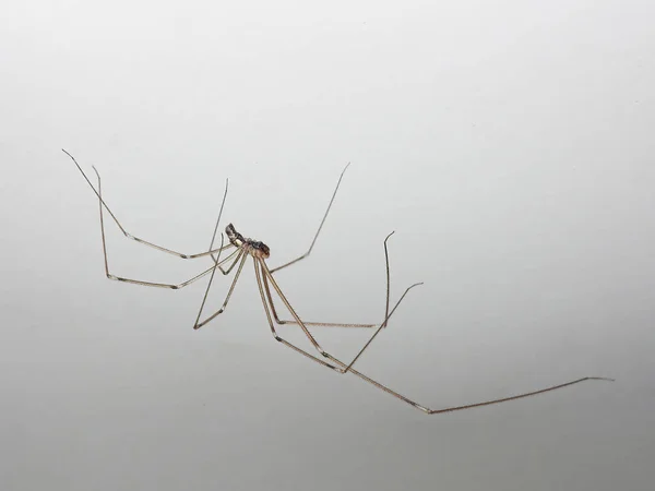 Pholcidae Également Connu Sous Nom Araignée Cave Sur Mur Blanc — Photo