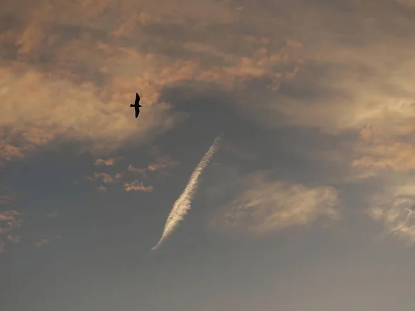 Vogel Silhouet Aan Hemel Met Wolken Ochtend — Stockfoto