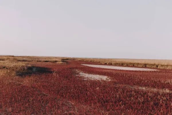 Найкрасивіший Пейзаж Заповіднику Чистий День Острові Текстури Природи Фони — стокове фото