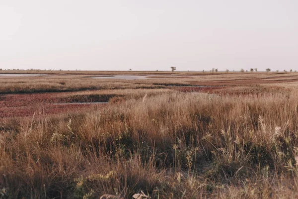 Het Mooiste Landschap Het Reservaat Een Heldere Dag Het Eiland — Stockfoto
