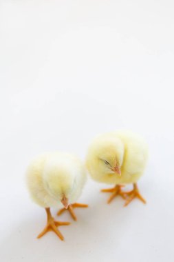 Beyaz arka planda iki küçük sarı piliç