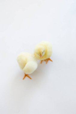 Beyaz arka planda iki küçük sarı piliç