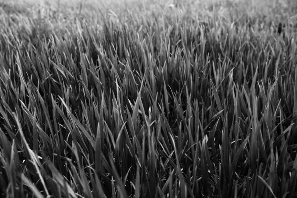 Texture Grass Pattern Field — Fotografia de Stock