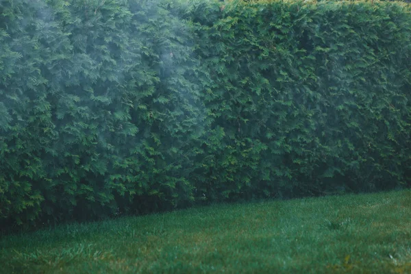 Silny Deszcz Tle Zielonych Krzewów Trawnika Parku — Zdjęcie stockowe