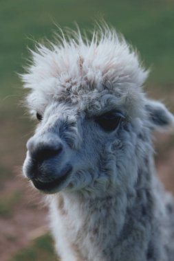 Yeşil bir yaz ormanında komik alpakalar ve lamalar yürüyor 