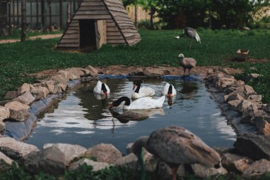 Metal bir çitin arkasındaki eko parktaki güzel vahşi bir kuş. 