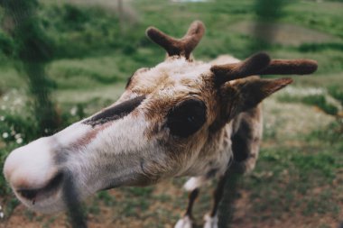 Parkta boynuzları küçük genç bir geyiğin büyük portresi.