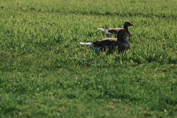 Két Kacsa Fekszik Zöld Fűben Mezőn Napfényben — Stock Fotó