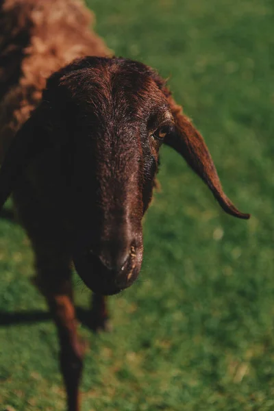 有角的毛羊在绿色的草地上吃草 — 图库照片