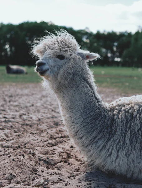 Alpagas Lamas Drôles Marchent Dans Une Clairière Verte Été — Photo