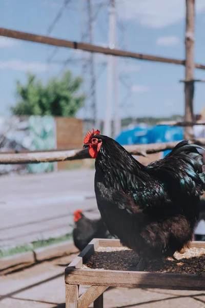 赤のクレストを持つ美しい純血種の黒い鶏 — ストック写真