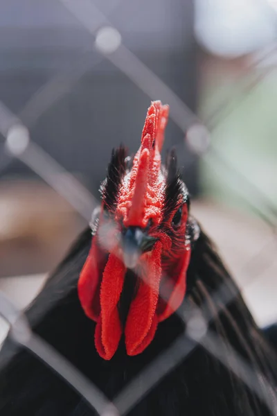 赤のクレストを持つ美しい純血種の黒い鶏 — ストック写真