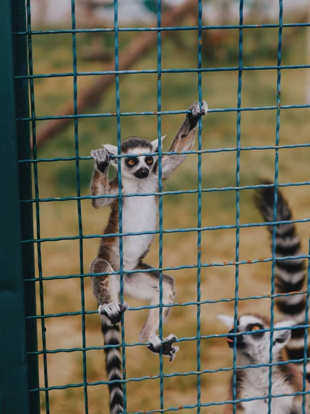 The little lemur holds on to the bars of the cage and watches