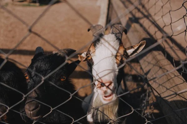Cute Beautiful Domestic Goats Horns — Stock Photo, Image