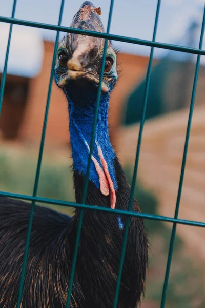 Belo Pássaro Selvagem Parque Ecológico Atrás Uma Cerca Metal — Fotografia de Stock