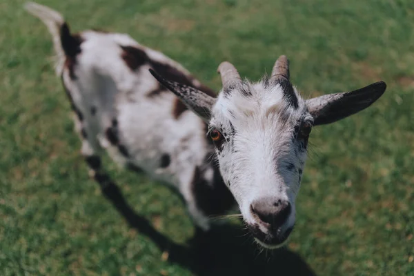 Lindas Hermosas Cabras Domésticas Con Cuernos — Foto de Stock