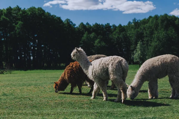 Alpagas Lamas Drôles Marchent Dans Une Clairière Verte Été — Photo