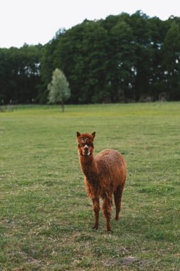 Şirin ve komik alpakalar ve doğada yürüyen lambalar. 