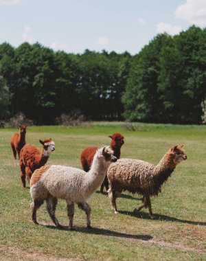 Şirin ve komik alpakalar ve doğada yürüyen lambalar. 