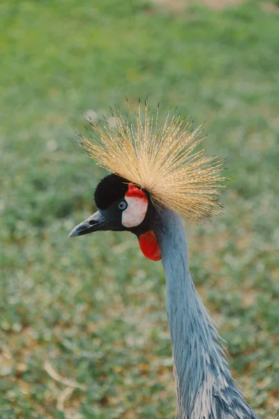 Gru Coronata Bellissimo Uccello Con Una Cresta Becco Lungo Colorazione — Foto Stock