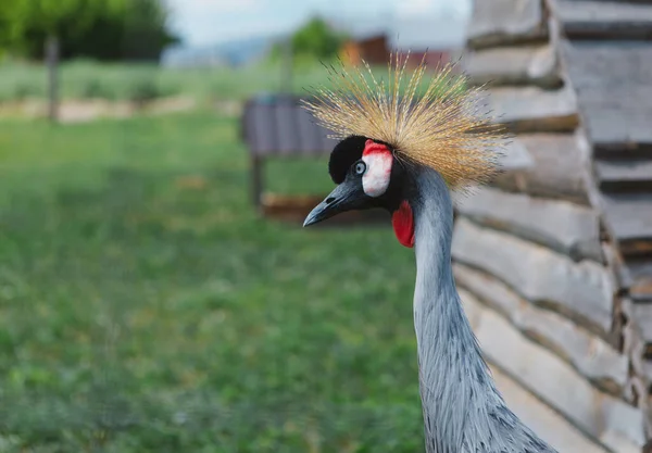 Korunovaný Jeřáb Krásný Pták Erb Dlouhý Zobák Zajímavé Zbarvení Přírodě — Stock fotografie