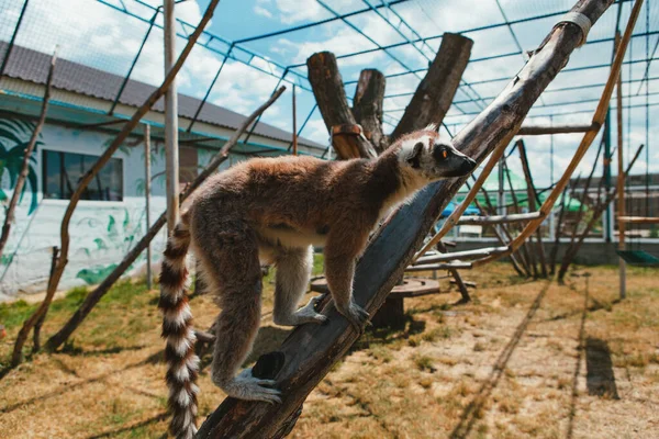 Les Lémuriens Leurs Bébés Reposent Marchent Dehors Dans Parc — Photo