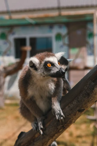 Lemur Dan Bayi Mereka Beristirahat Dan Berjalan Luar Taman — Stok Foto