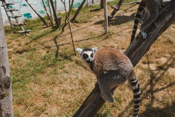 Lemurs Sus Bebés Descansando Caminando Afuera Parque — Foto de Stock
