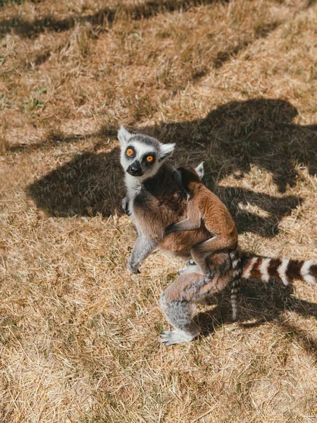 Les Lémuriens Leurs Bébés Reposent Marchent Dehors Dans Parc — Photo