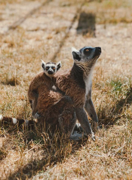 Les Lémuriens Leurs Bébés Reposent Marchent Dehors Dans Parc — Photo