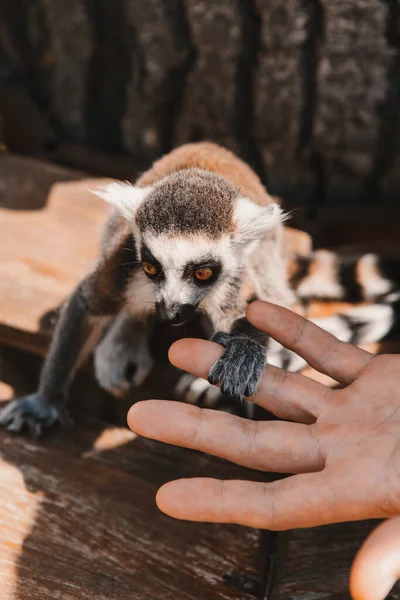 Help and rescue animals. Person feeds a lemur