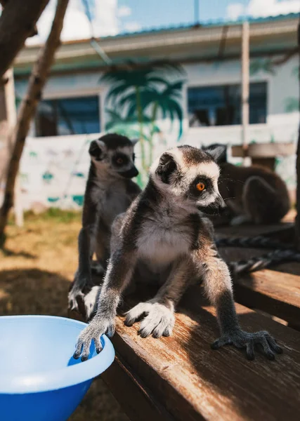Help and rescue animals. Person feeds a lemur