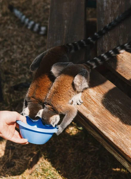 Help and rescue animals. Person feeds a lemur