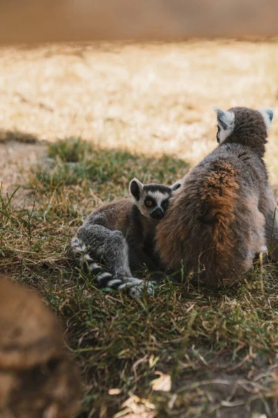 狐猴和它们的宝宝在公园里休息和散步 — 图库照片