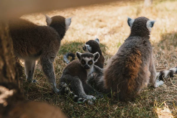 Les Lémuriens Leurs Bébés Reposent Marchent Dehors Dans Parc — Photo