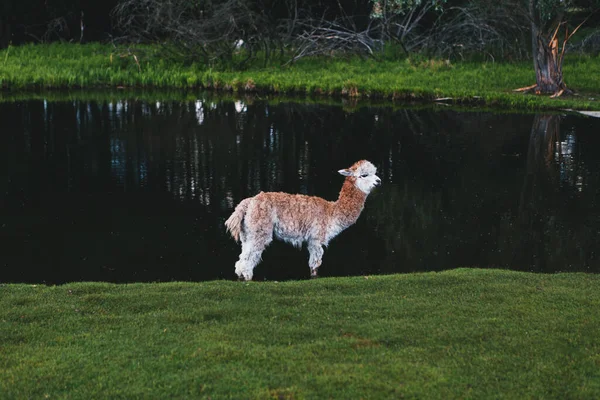 Alpagas Lamas Mignons Drôles Marchant Dans Nature — Photo