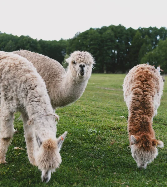 Alpagas Lamas Mignons Drôles Marchant Dans Nature — Photo