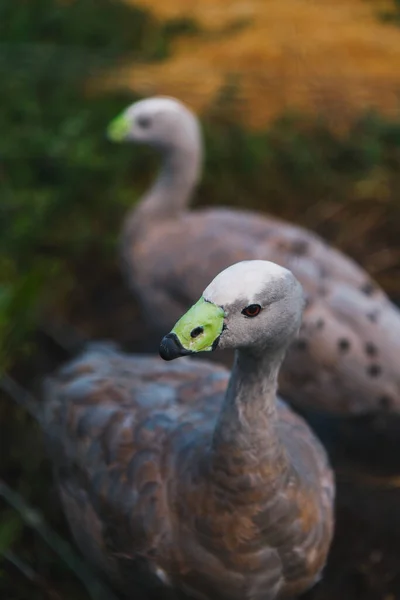 Två Vackra Grå Fåglar Med Salladsnäbb Utanför Änder Ängen — Stockfoto