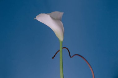 Sanat kompozisyonu ve beyaz bir çiçeğin kırmızı arka plandaki güzel görüntüsü