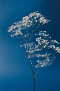 Sanat kompozisyonu ve beyaz bir çiçeğin kırmızı arka plandaki güzel görüntüsü