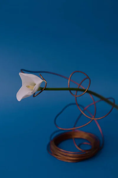 Kunstkomposition Und Schöne Aufnahme Einer Weißen Blume Auf Rotem Hintergrund — Stockfoto