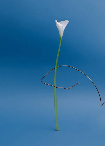 Kunst Und Schöne Aufnahme Einer Weißen Blume Auf Blauem Hintergrund — Stockfoto