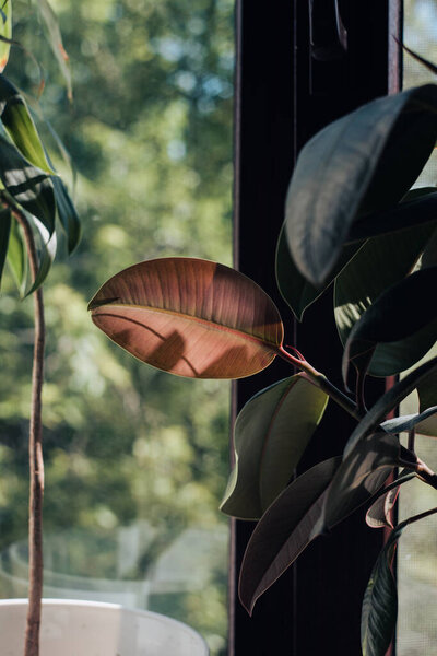 Houseplants on a windowsill on a sunny day 