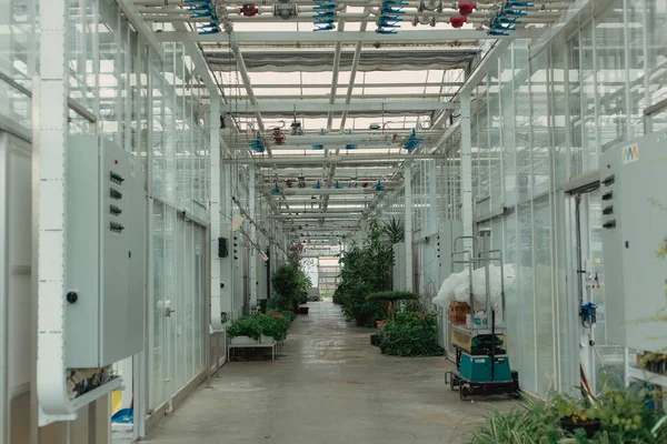interior of a factory building. a modern vegetable greenhouse