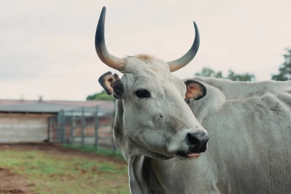 White cow on a background of a farm