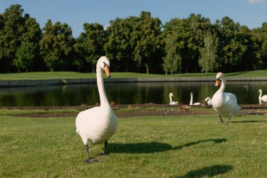 beautiful swans on green grass in lake