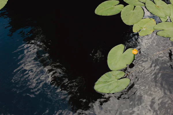 Water Lily Lake Pond — Stockfoto