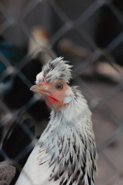 Fluffy Chicken Looks Fence Camera — Fotografia de Stock