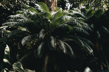 Beautiful tropical plants. Drops on the leaves, sunlight through the trees