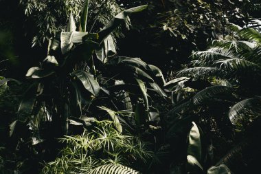 Beautiful tropical plants. Drops on the leaves, sunlight through the trees